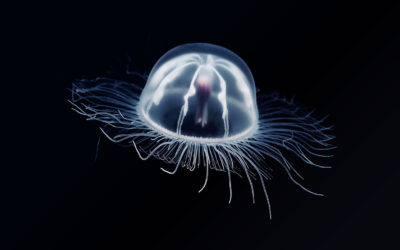 La medusa Inmortal, Turritopsis nutricula