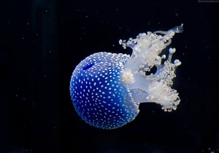 medusa Australiana moteada