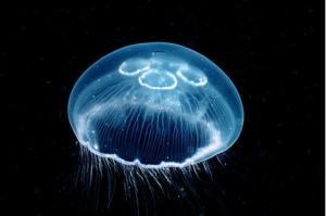 medusa luna