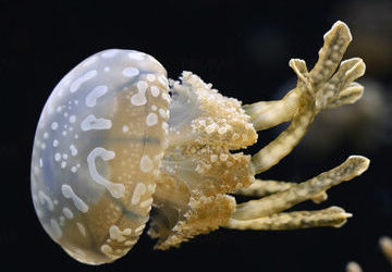 Cuidados medusa de Papua (Mistigias Papua)