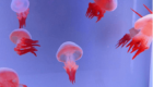 Flame jellyfish