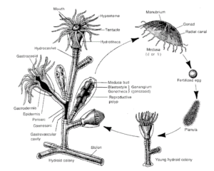 Ciclo vital típico medusa inmortal