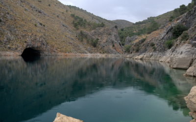 Medusas de agua dulce para Acuario: Todo lo que necesitas saber.