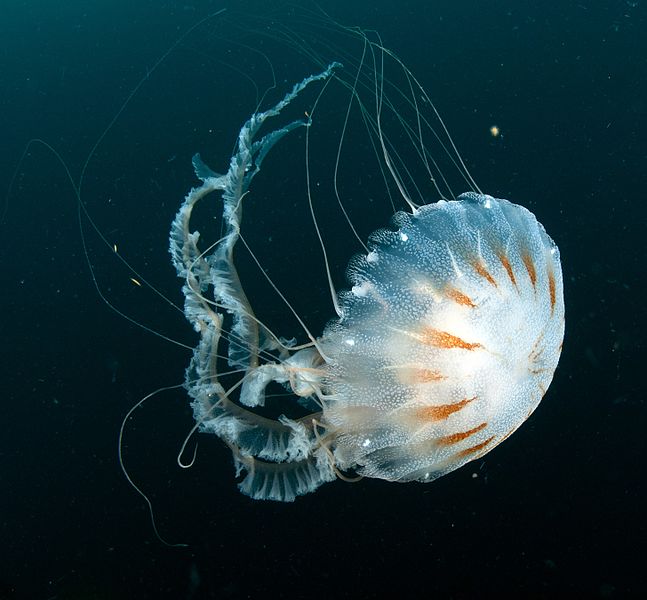 Medusa Ortiga del atlántico
